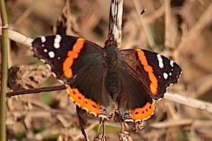 Red Admiral Butterfly